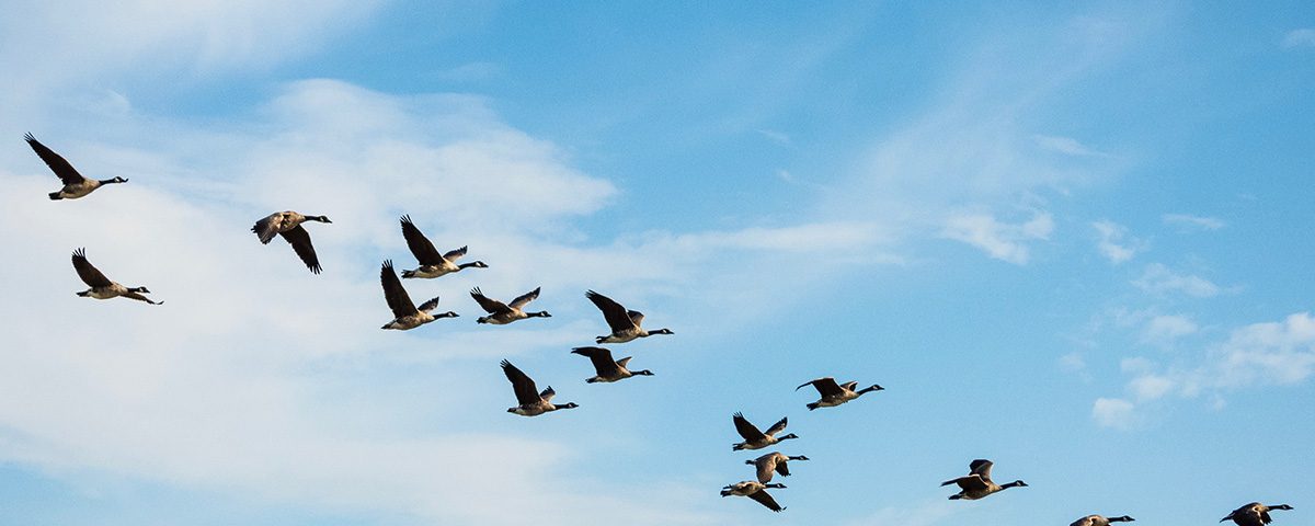 birds taking flight