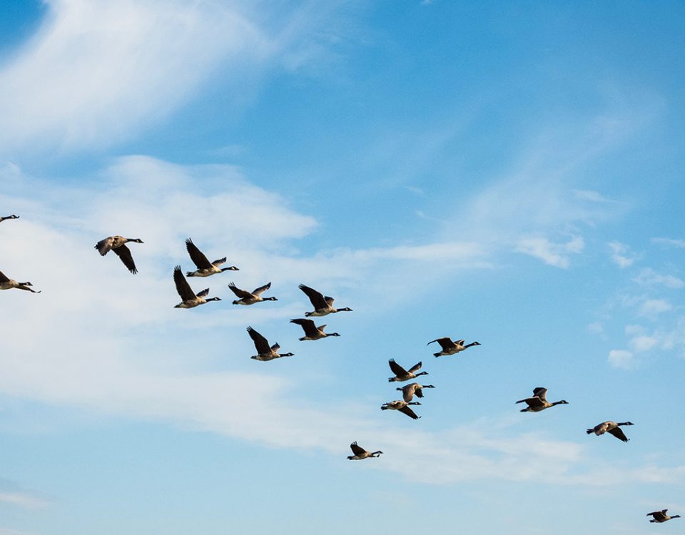 birds taking flight