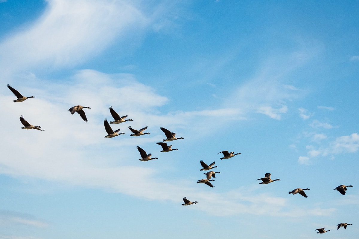 Discover The Rare Birds That Fly Without Legs - njvlvve